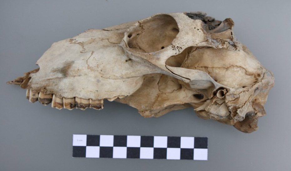 El pecio hallado en 2012 es una nave genovesa hundida en el ataque de Drake a Cádiz