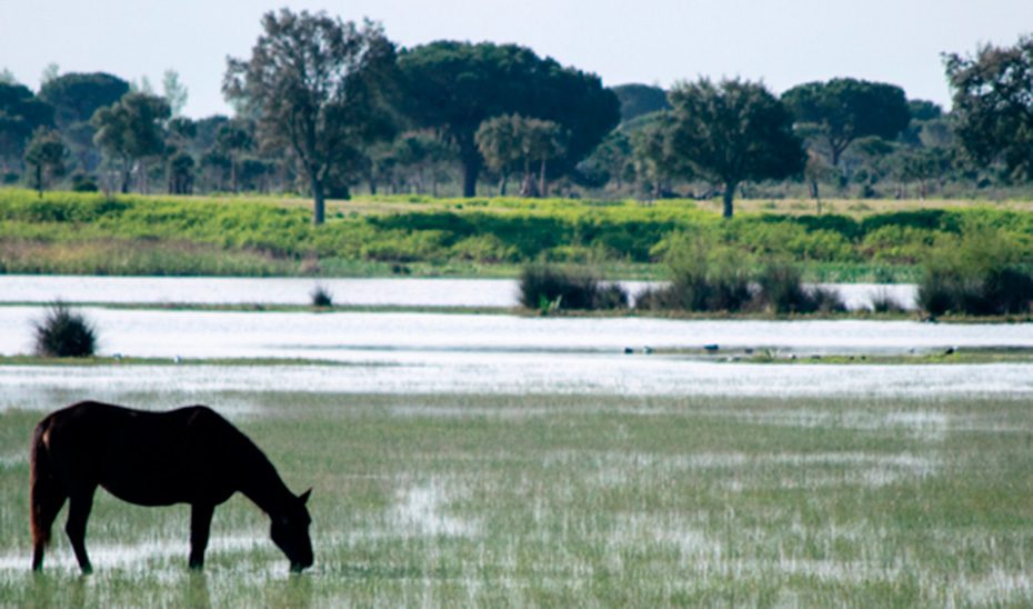 Aprobadas las bases reguladoras de las ayudas a la renaturalización agraria y forestal en Doñana