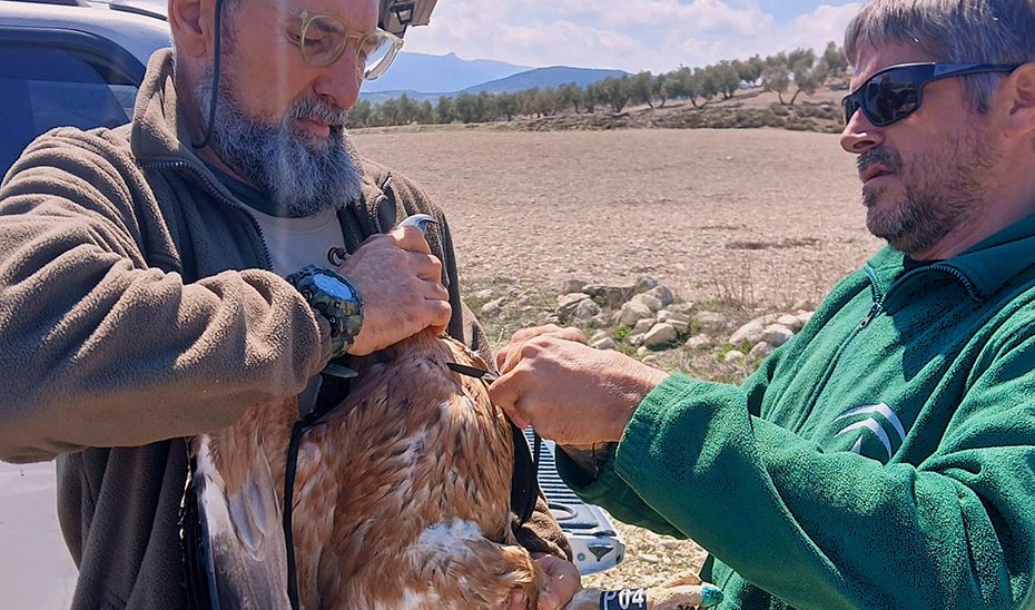 Liberada en Granada un águila imperial recuperada gracias a la colaboración con Portugal