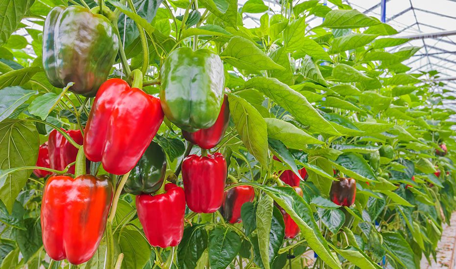 Andalucía, líder en exportaciones agroalimentarias de España hasta febrero al superar los 3.000 millones