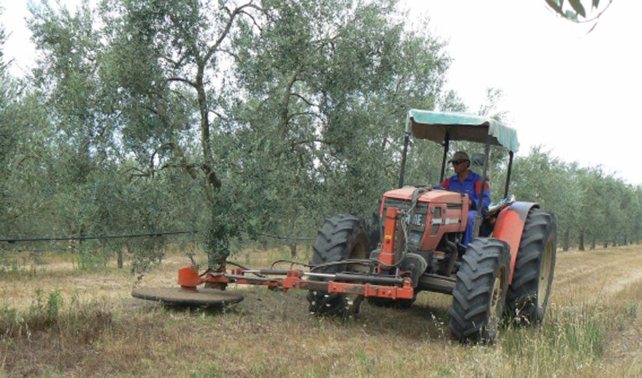 La Junta reclama al Gobierno central que productores del olivar y hortícola puedan acogerse a la rebaja del IRPF