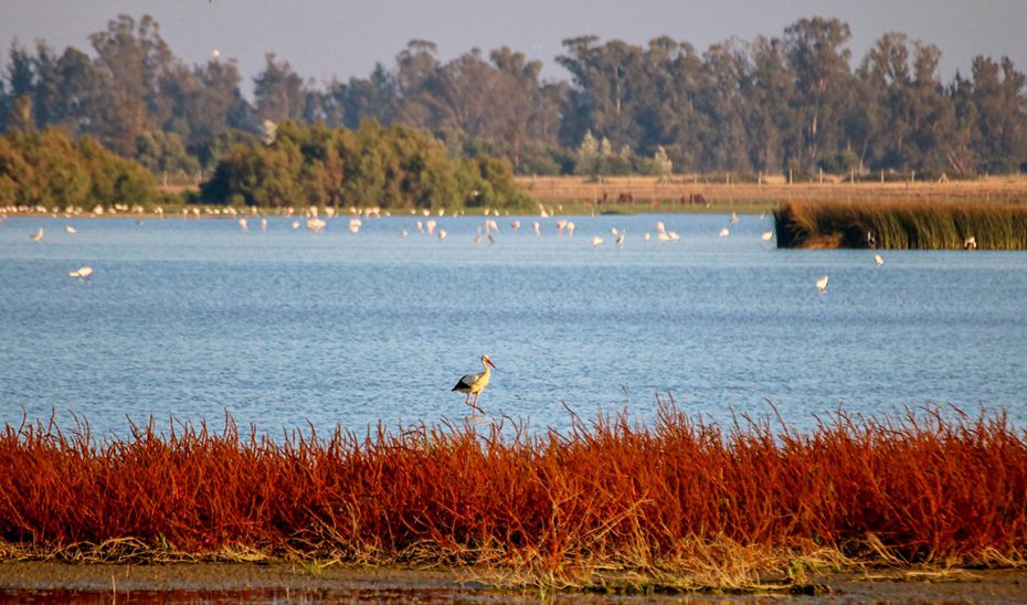 Andalucía refuerza su compromiso con la conservación del patrimonio natural en el Día Europeo de la Red Natura 2000