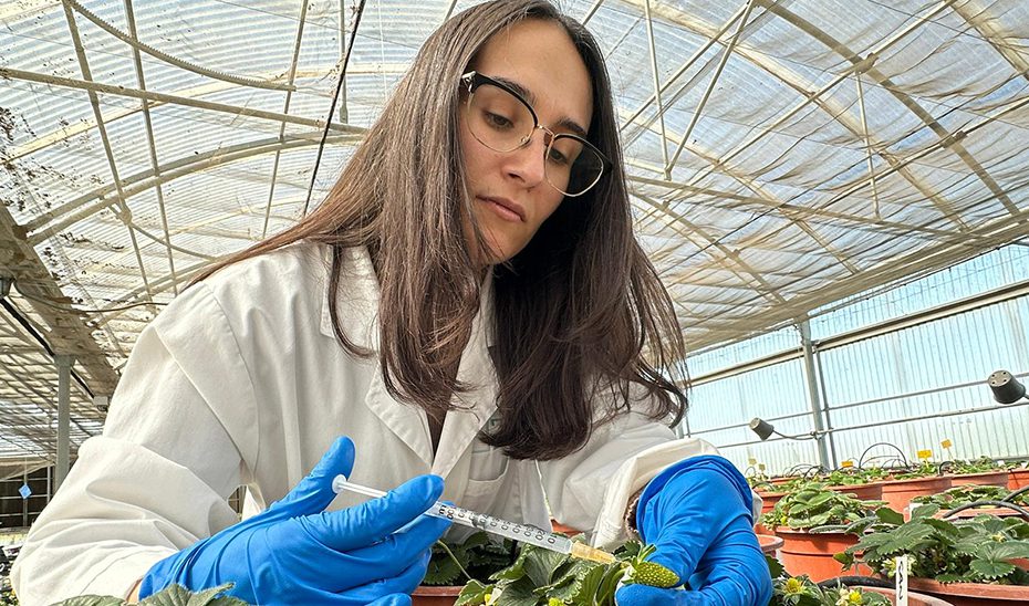 Una investigación andaluza aplica IA para mejorar el sabor y aroma de la fresa frente al cambio climático