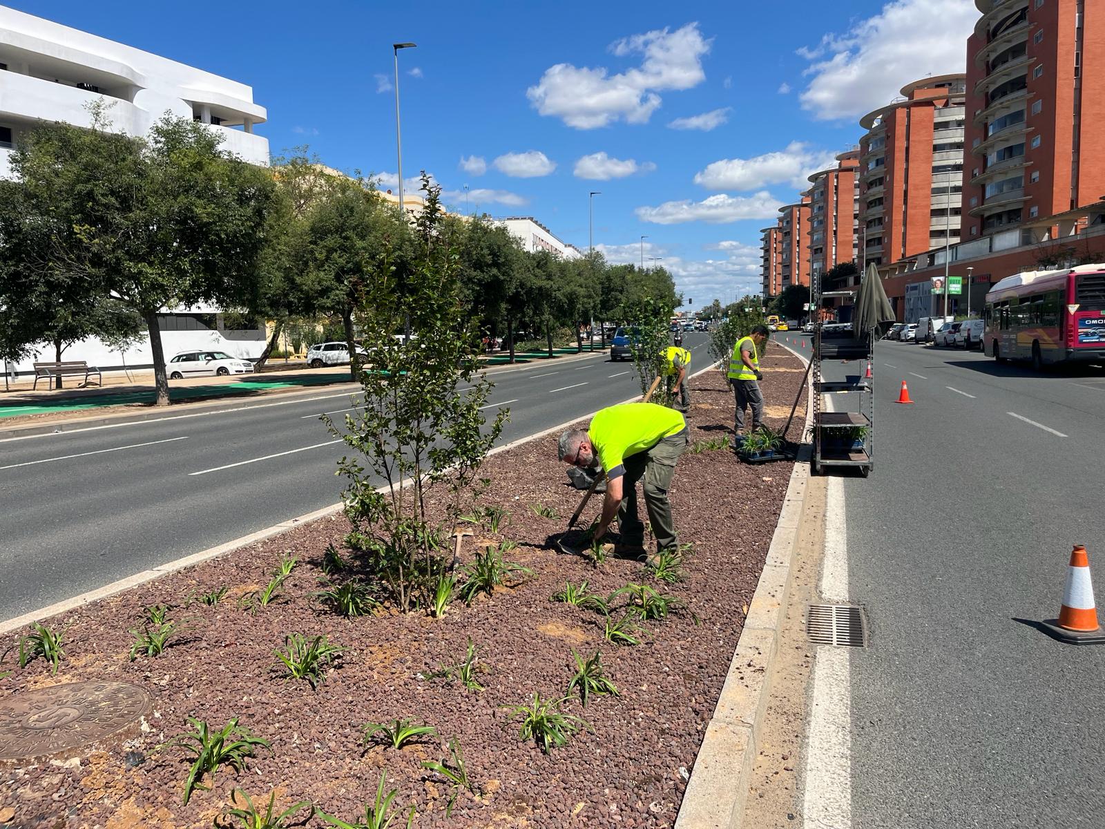 El Gobierno de Sanz avanza en la renovación paisajística de la avenida de Jerez tras realizar nuevas plantaciones en la mediana