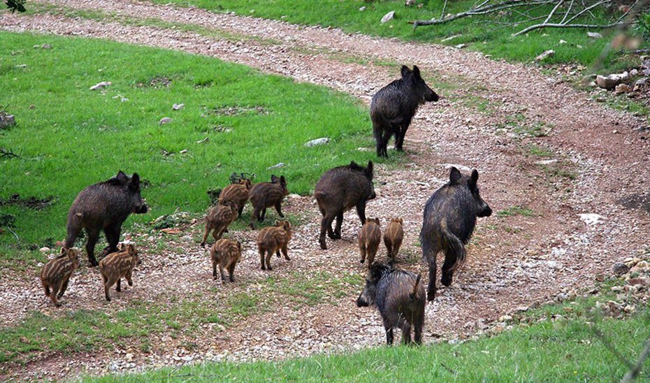 Publicada la oferta de permisos de caza en terrenos gestionados por la Junta para la temporada 2026-2027