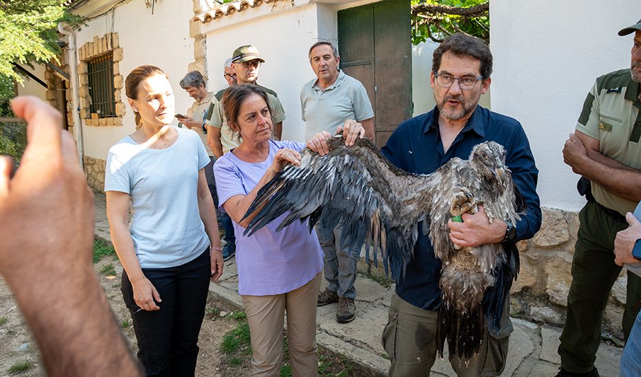 Andalucía libera en 20 años 108 ejemplares de quebrantahuesos y consolida su papel referente en la recuperación de la especie