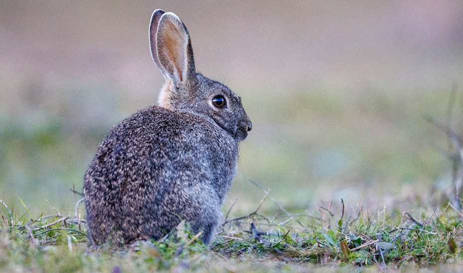 Medidas cinegéticas excepcionales para limitar los daños causados por el conejo silvestre en la agricultura