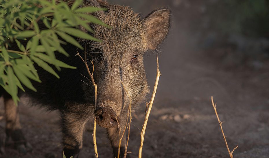 Declarada la emergencia cinegética del jabalí para prevenir la entrada de la peste porcina africana y reducir daños ambientales y agrícolas