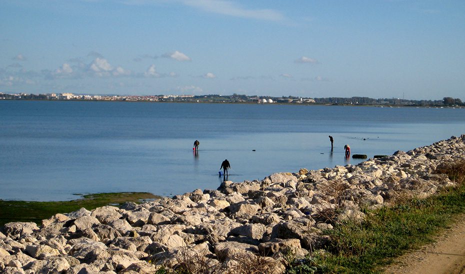 Abierto el plazo para solicitar 121 licencias de marisqueo a pie en Cádiz, Huelva y Sevilla