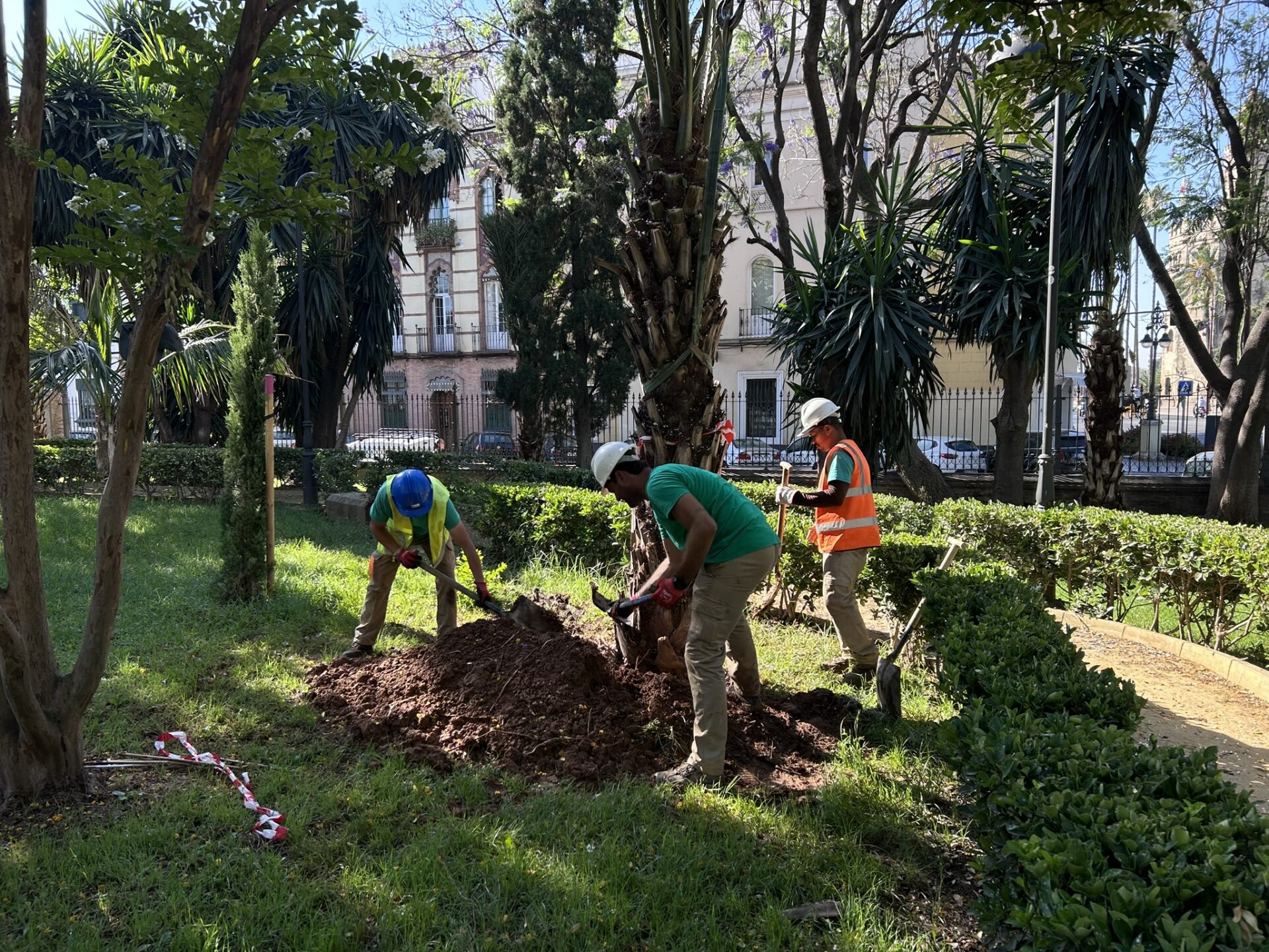 El Ayuntamiento refuerza el arbolado de los Jardines de la Caridad con 17 nuevos ejemplares