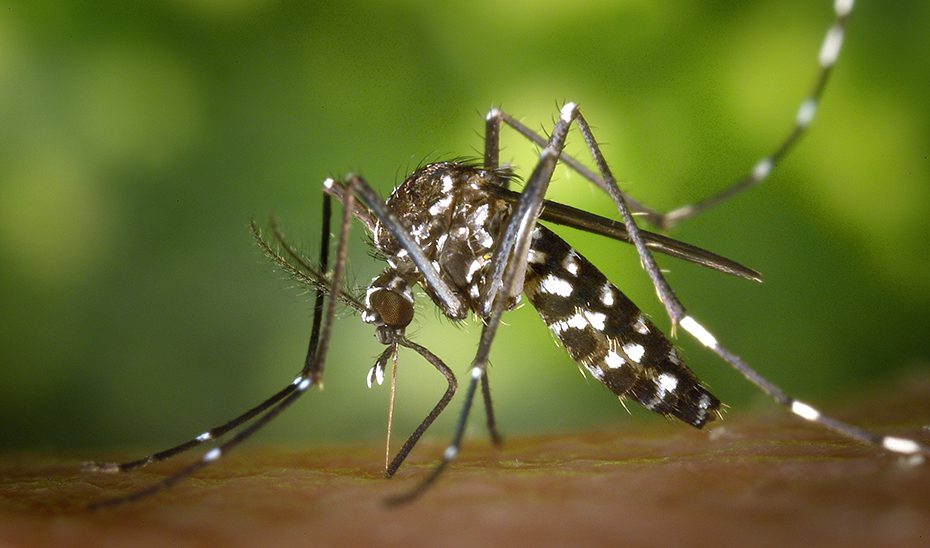 Cerca de 700 profesionales participan en una jornada sobre el mosquito tigre en Andalucía