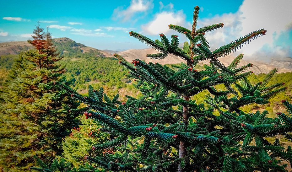 Andalucía impulsa la recuperación del pinsapo para hacer frente al cambio climático