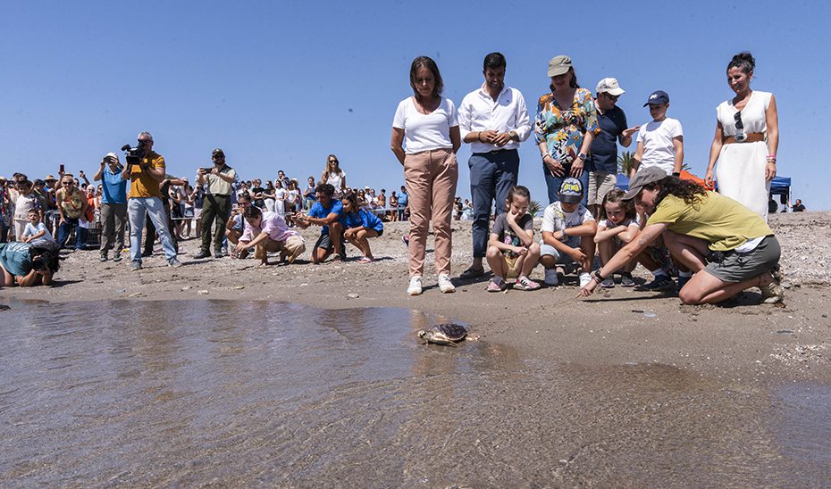 Andalucía suma otro hito a la protección de la tortuga boba con la suelta de 27 ejemplares en Mojácar