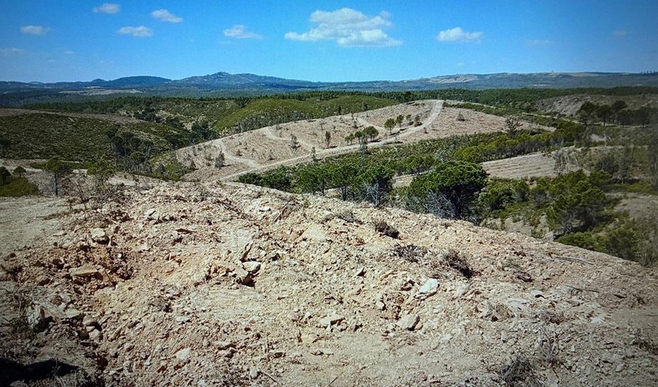 Andalucía lidera el proyecto ibérico para la reforestación de los terrenos del incendio de Almonaster la Real