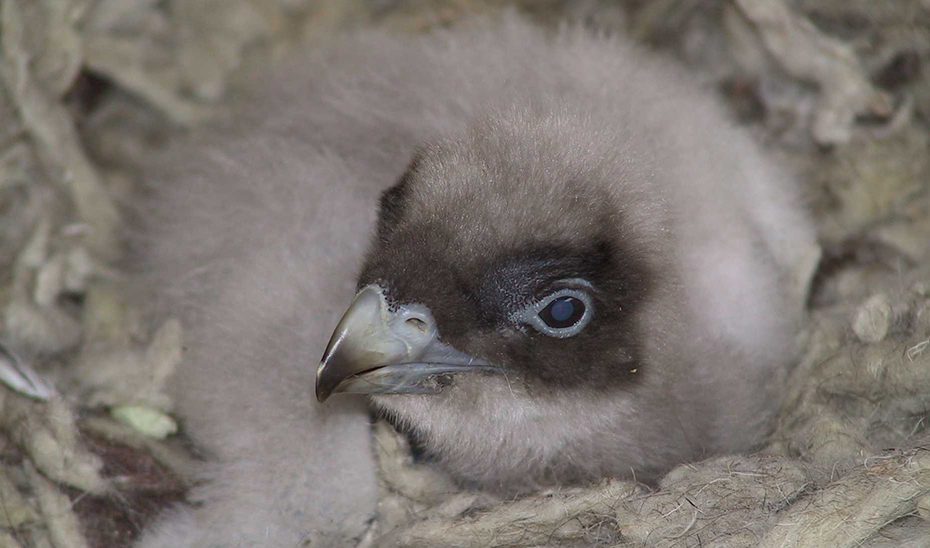 La Junta participa en un estudio que revela contaminantes en huevos de aves protegidas