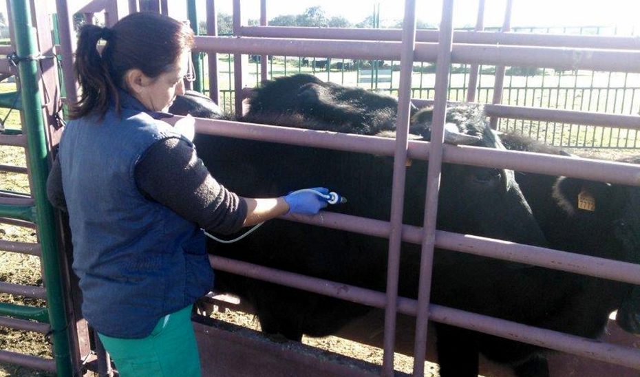La Junta fomenta el asesoramiento en materia de sanidad y bienestar animal con 3,2 millones en ayudas
