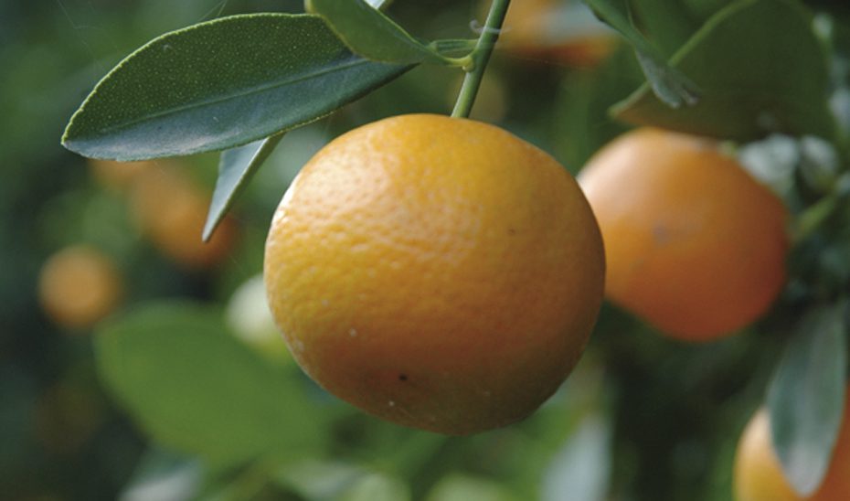La Junta respalda los frutales ecológicos con más de 24 millones en ayudas agroambientales