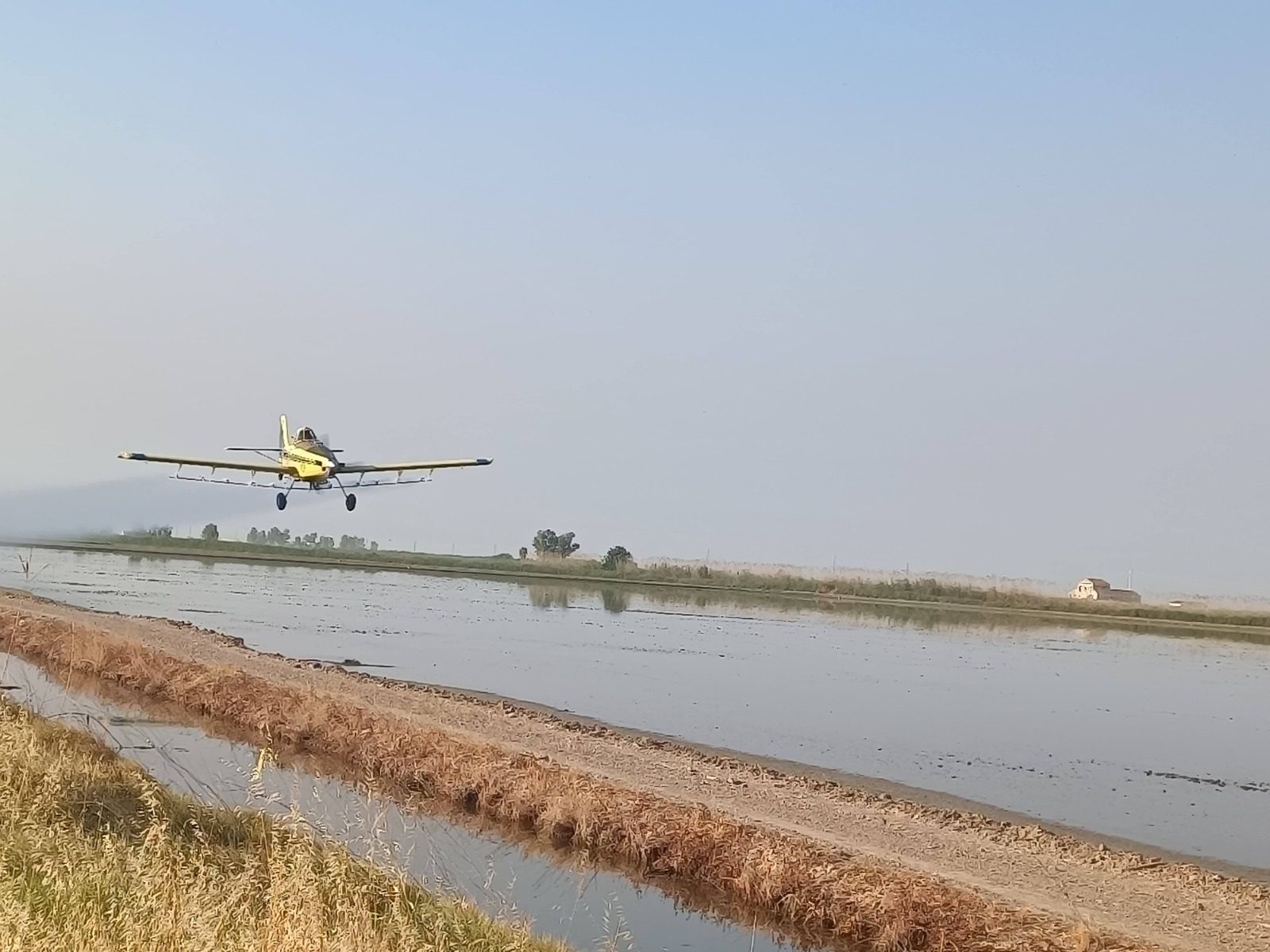 La Diputación despliega los tratamientos aéreos en más de 6.500 hectáreas de arrozal para el control del mosquito que puede transmitir el VNO