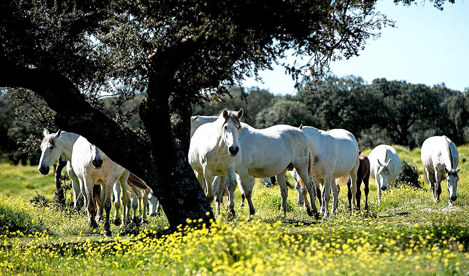 La Junta convoca ayudas por 5 millones para la conservación de recursos genéticos en la ganadería
