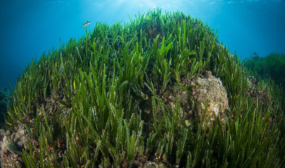 Andalucía cartografía las cuevas sumergidas de su litoral e identifica arrecifes para mejorar su conservación