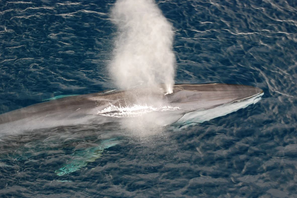 La US y la UPV estudiarán la biología y ecología del rorcual común, el segundo animal más grande del planeta