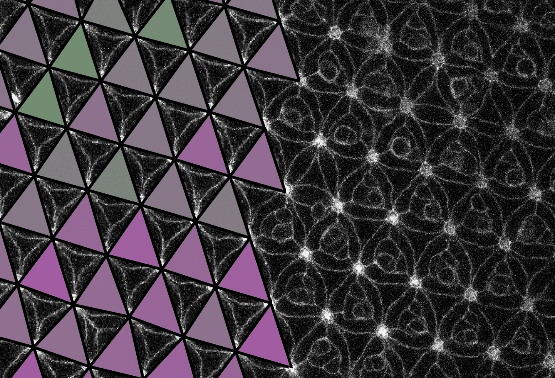 La naturaleza se adelanta a la ingeniería: descubren el primer metamaterial programable en un ser vivo