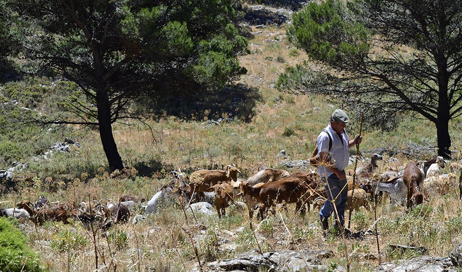 La Junta fomenta la conservación de razas autóctonas ganaderas con 5 millones en ayudas