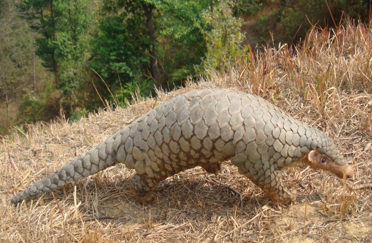 Una nueva especie de pangolín del Himalaya podría ayudar a combatir su caza ilegal