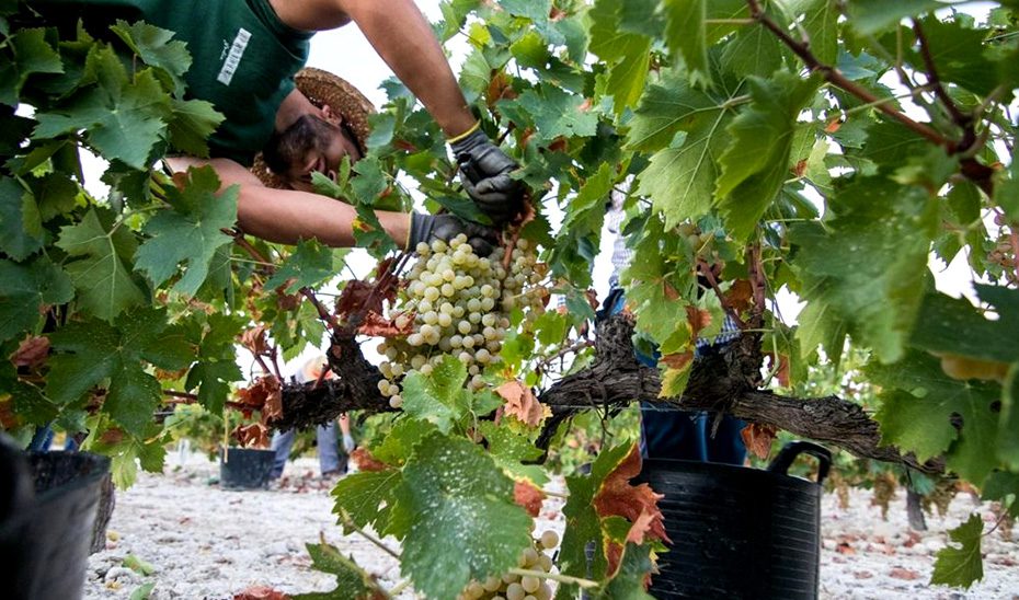 Andalucía solicita al Gobierno más recursos en el marco de la Intervención Sectorial del Vino