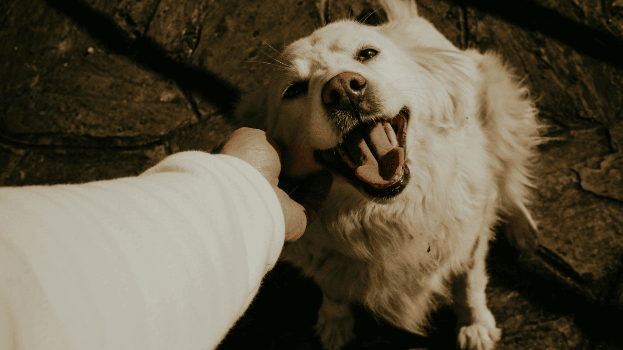 ¿Cómo detectar el duelo por la pérdida de una mascota?