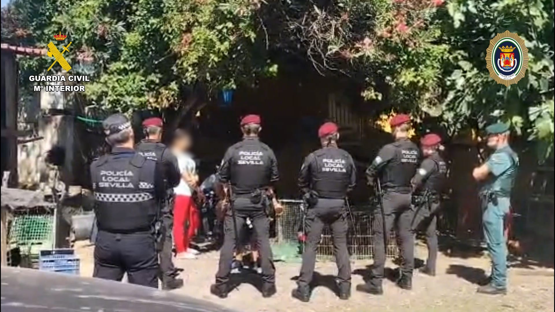 Policía Local y Guardia Civil desmantelan conjuntamente dos criaderos ilegales de “gallos de pelea” en Sevilla