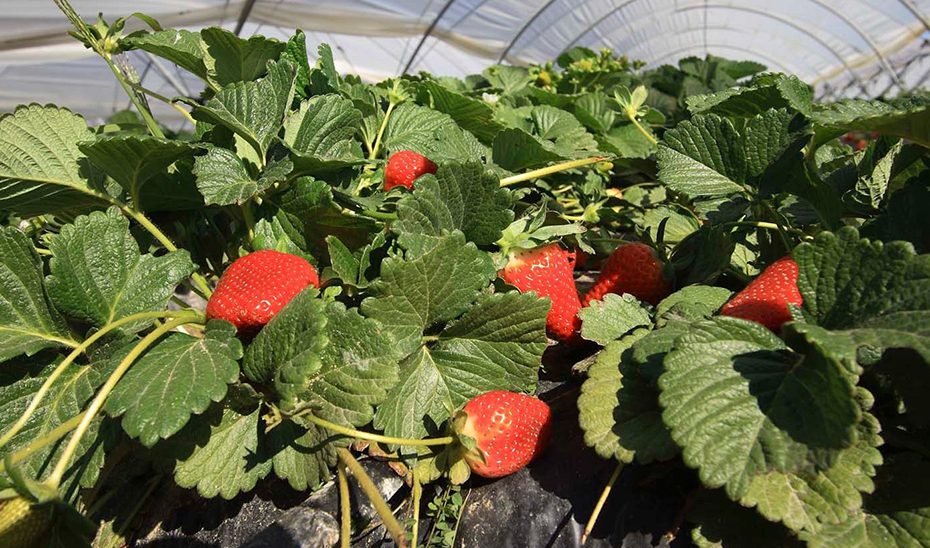 El Ifapa realizará los ensayos de identificación varietal de la fresa en España hasta 2029