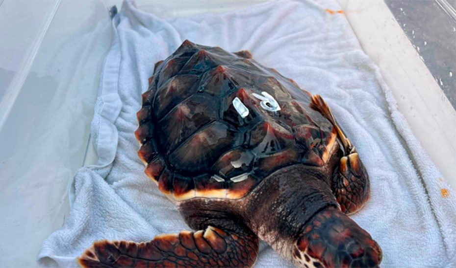 Liberados dos nuevos ejemplares de tortuga boba en aguas de la playa Serena de Roquetas de Mar