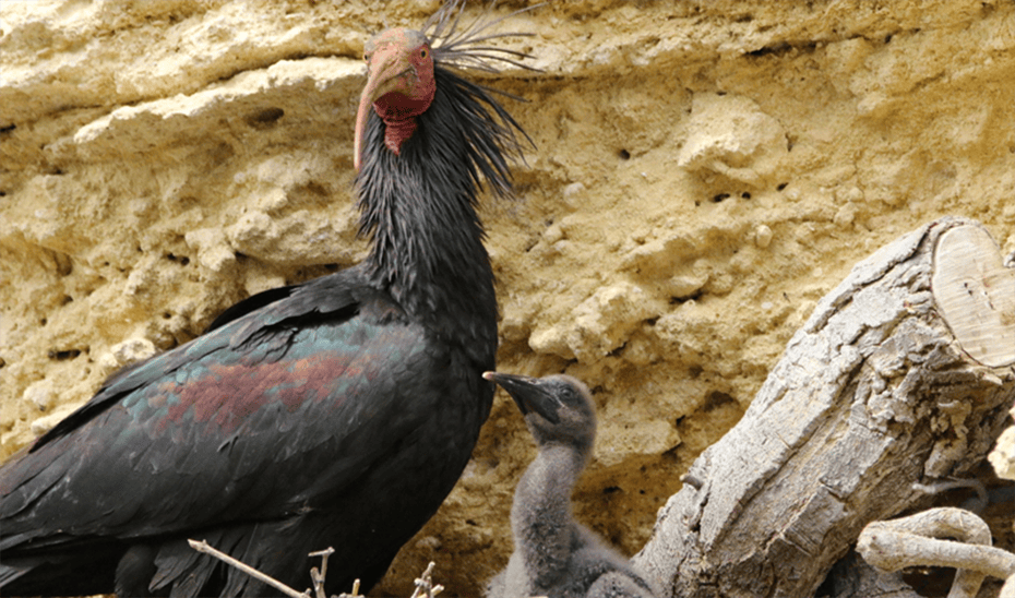 El ibis eremita alcanza en 2026 uno de sus mejores resultados reproductores en Andalucía