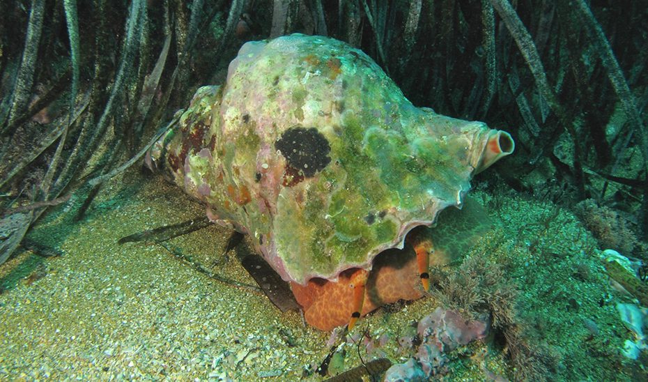 Los agentes medioambientales levantan 105 actas sobre marisqueo ilegal de especies protegidas