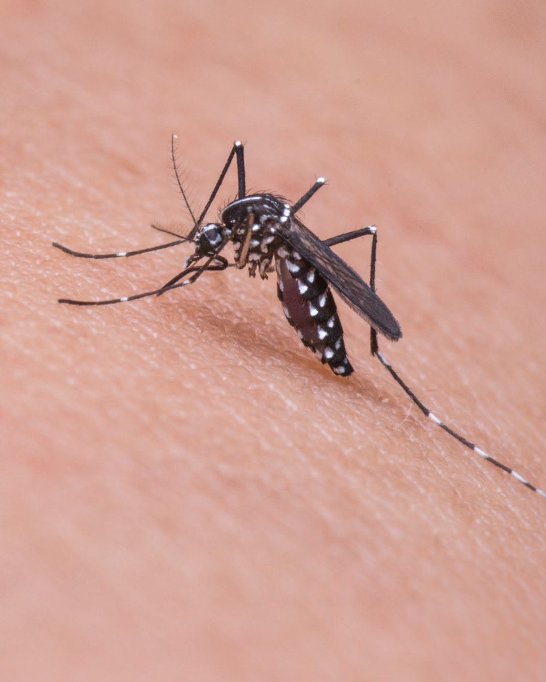 Prorrogada el Área en Alerta en Palomares del Río por la circulación del Virus del Nilo