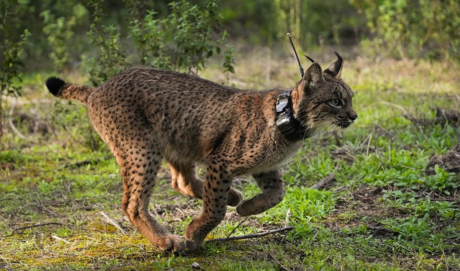 Andalucía consolida su liderazgo en Europa en la conservación de la biodiversidad y geodiversidad