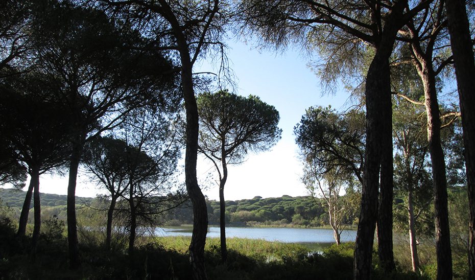 Andalucía impulsa la mayor modernización de su legislación ambiental del siglo XXI