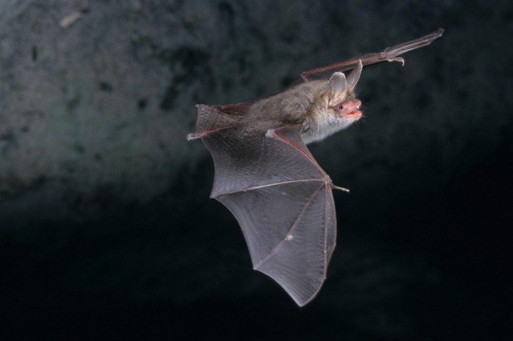 Irene Mendoza lidera Ecoecplise, el proyecto que estudiará el impacto de los eclipses en aves y murciélagos