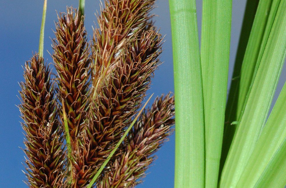 Descubren un mecanismo que acelera la evolución de las plantas