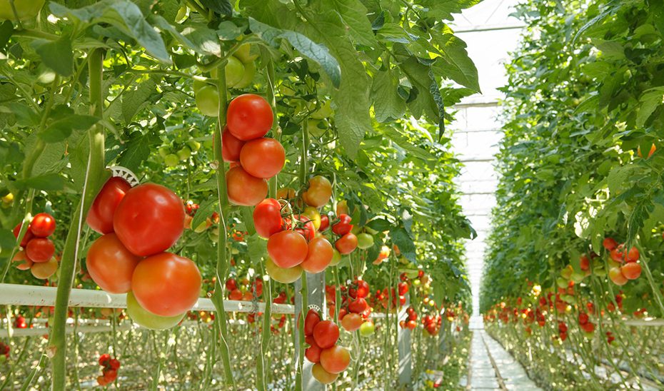 Más del 79% de las medidas del Plan Estratégico para las Frutas y Hortalizas están ya en marcha o concluidas