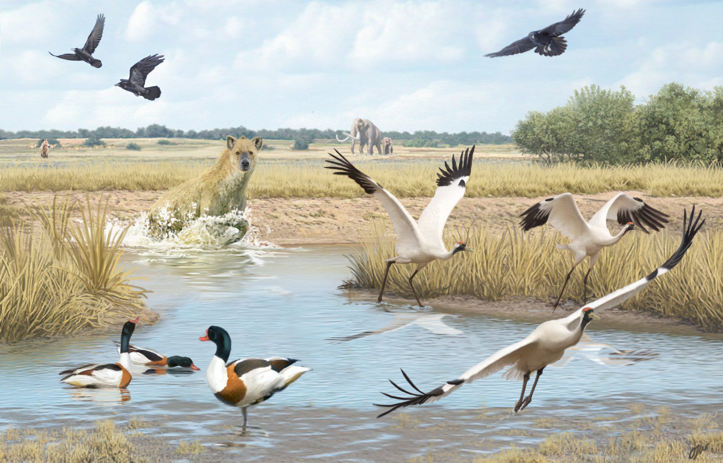 Los fósiles de aves de Venta Micena revelan cómo era su humedal hace 1,5 millones de años