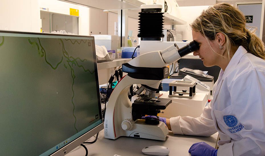 Obtienen biomasa ‘a la carta’ procedente de microalgas que depuran aguas residuales