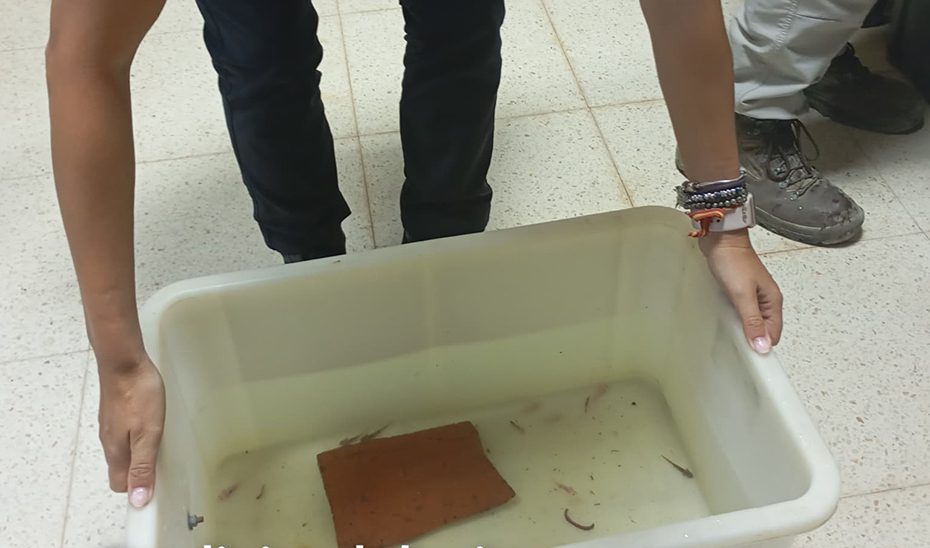 La Policía Nacional Adscrita recupera en Granada 29 ejemplares de ajolote comercializados ilegalmente