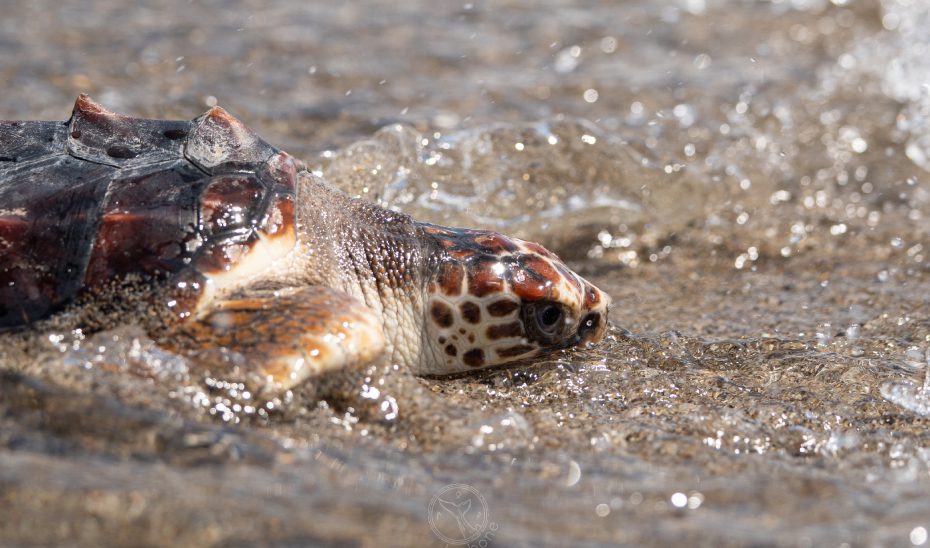 Andalucía ha liberado este año a 35 tortugas bobas en el mar tras su cuidado y recuperación