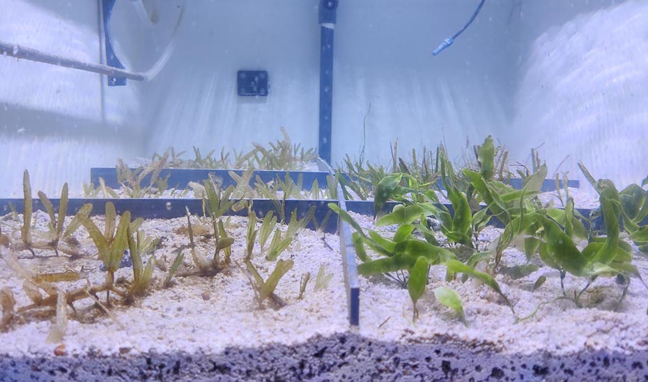 El cambio climático debilita la capacidad de las praderas marinas para retener carbono