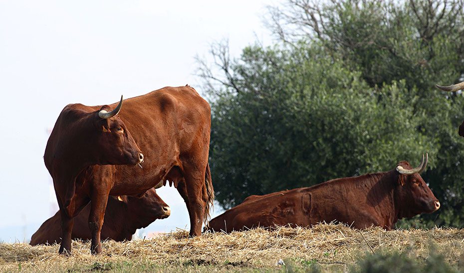 Aprobada la formulación de la primera Estrategia de Tauromaquia, que busca modernizar la fiesta
