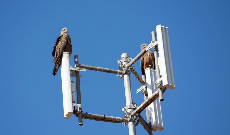 Demuestran que las plantas solares sirven como refugio y zona de caza para aves