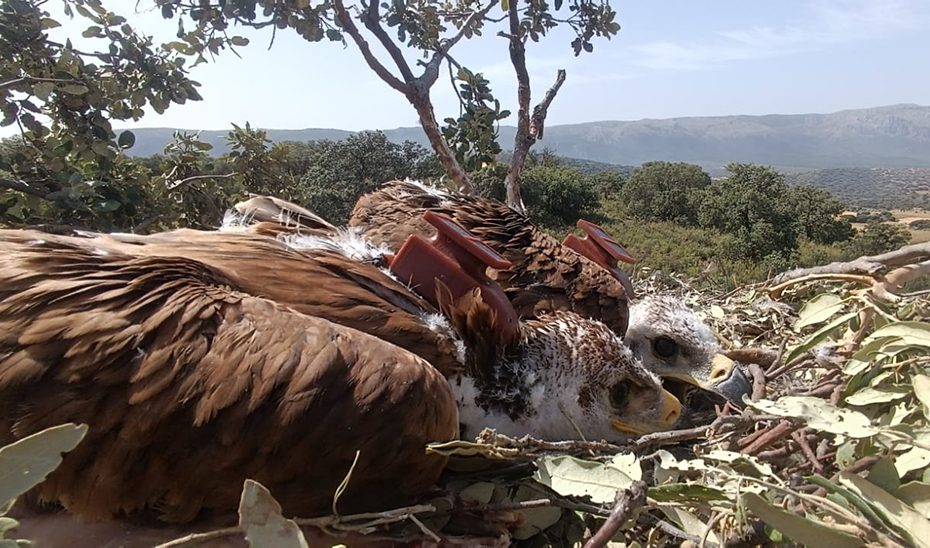 El seguimiento del águila imperial mediante GPS permite localizar focos de virus del Nilo