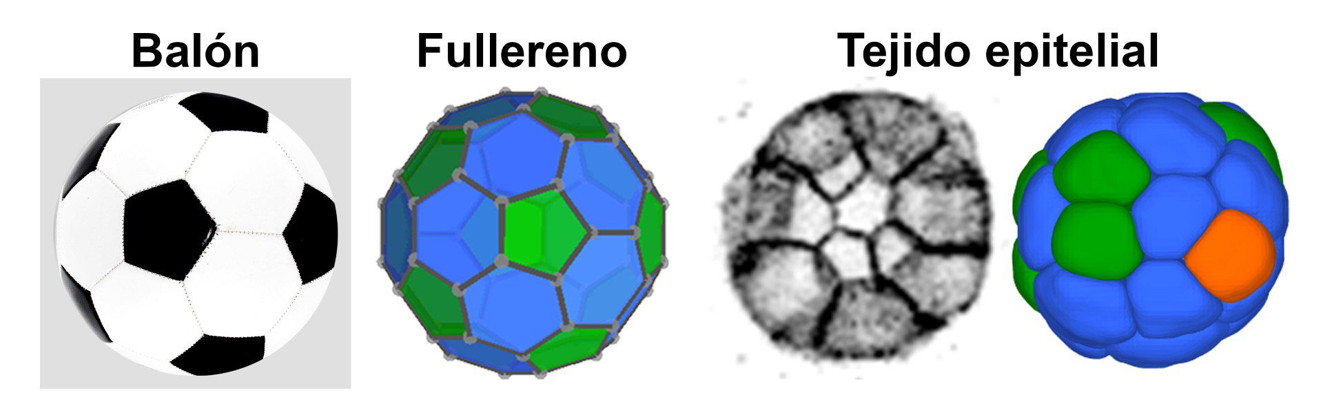 Una investigación de la US y el IBIS halla las claves de la organización de tejidos en 3D, idéntica a la de un balón de fútbol